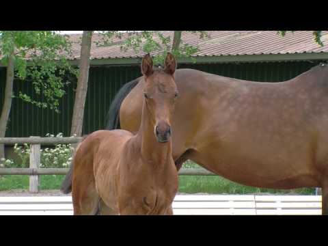 Freek, v  Action Blue Uccello Matcho AA