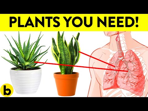 These 8 Plants Have Amazing Health Benefits