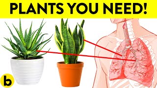 These 8 Plants Are The HEALTHIEST To Have In Your House!