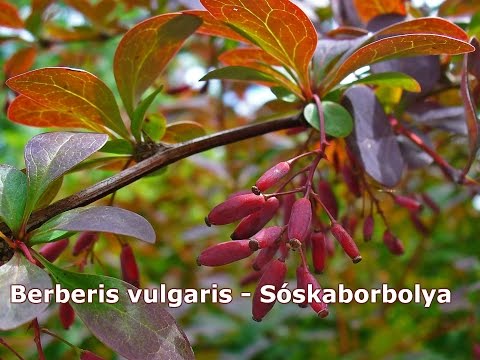 Berberis vulgaris - Sóskaborbolya