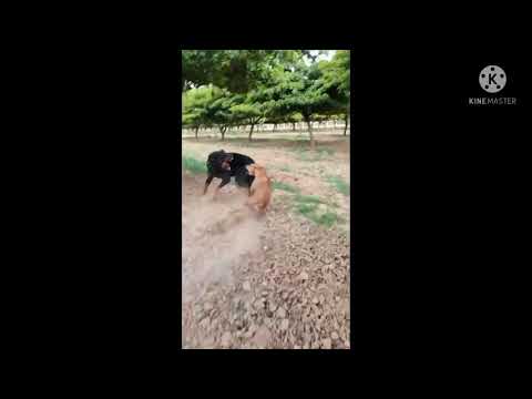 My Rocky vs 7 dogs real fight ! Rottweiler dog