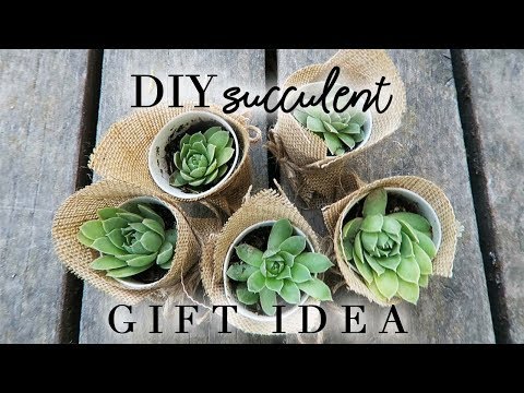 Succulent plant as a gift idea