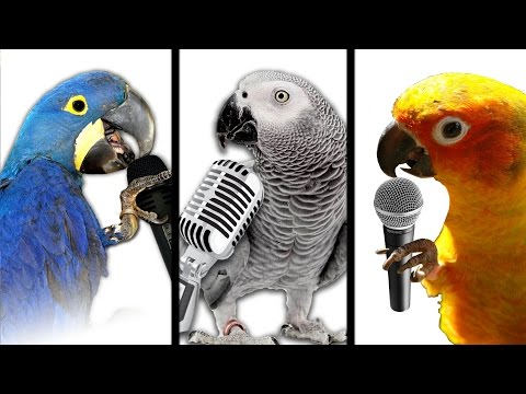 “Parrot Chat”-Parrots vs Mynas, That Is Parrots’ Stage Fright