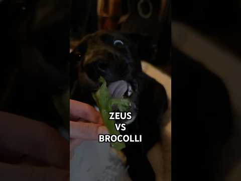 zeus the dane vs broccoli