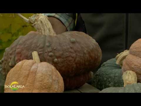 Trikhopol allatto di trattamento di lyambliya Vermi e peso del corpo