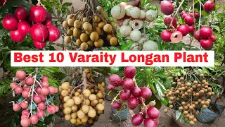 Download lagu Best 10 Varaity Longan Fruit Plant's in One Video ||Longan farming full information ;Online Delivery mp3