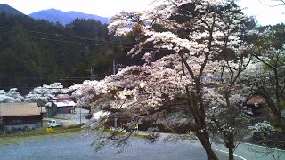 【トイデジ】2023年　桜 【道の駅こすげ】【デジタルハリネズミ】【vlog】【ブイログ】#Japan #photography #ToyCamera