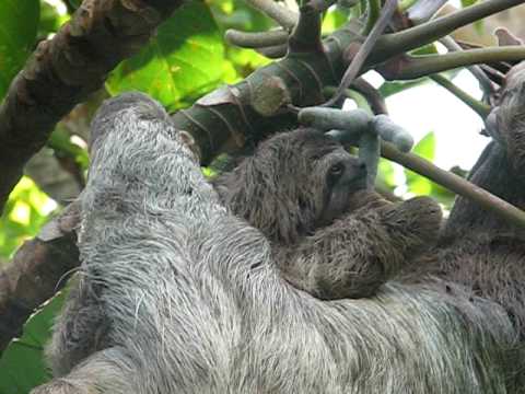 Rock-a-bye baby in the treetop