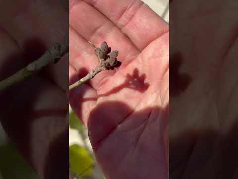 #Sorpresa Miren lo que pasa con este lapacho de tan solo 4 años🤯