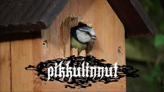 Pikkulinnut
