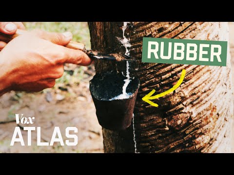 爭奪亞馬遜最珍貴樹木的戰爭 (The war for the Amazon's most valuable trees)