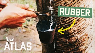 The war for the Amazon's most valuable trees