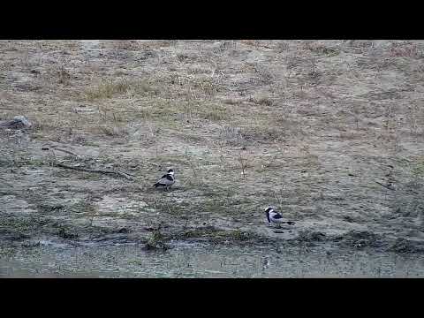 Djuma: Blacksmith Lapwings and their three NEW chicks - 14:22 - 08/21/2022