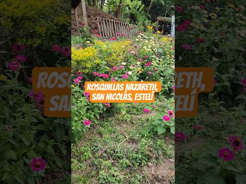 Rosquillas Nazareth ☕️, San Nicolás, Estelí - Nicaragua #shorts