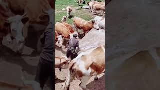 CABRAS LAMIENDO SAL: UN GESTO VITAL PARA SU SALUD
