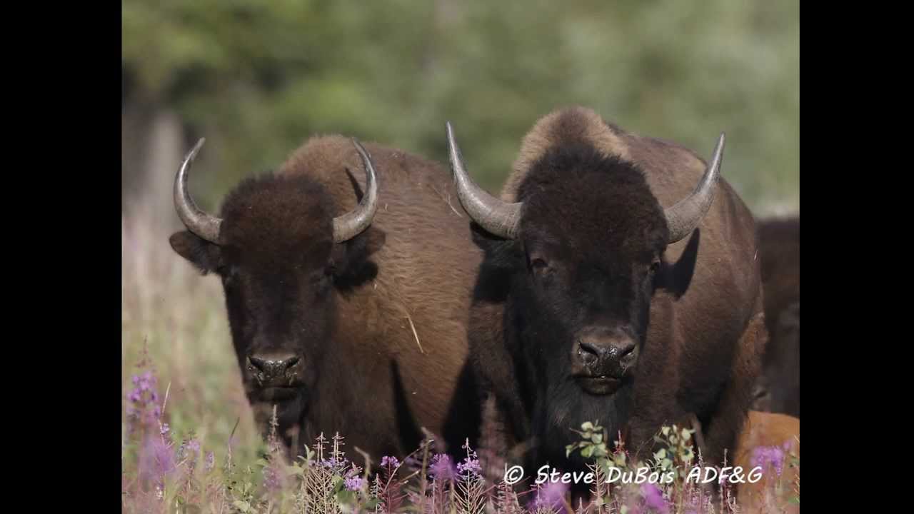 Wood Bison Field Identification