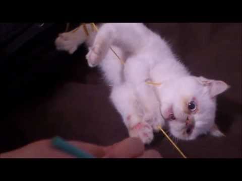 Lori - epic cat compilation