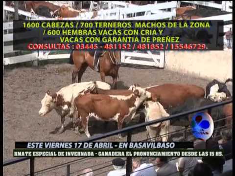 REMATE ESPECIAL DE INVERNADA EN GANADERA EL PRONUNCIAMIENTO DE BASAVILBASO VIERNES 17 DE ABRIL 2015