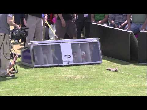 2014 IDC Eastern Regional - Jack Russell Hurdle Racing