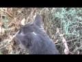 A Cat With An Inchworm On It S Head
