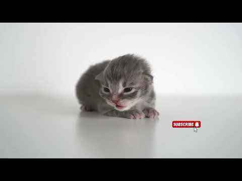 kitten abandoned by its mother #cute #cat