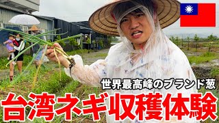 【台湾グルメ】台湾が世界に誇るブランドネギ『三星蔥』の収穫が楽しすぎた！！！