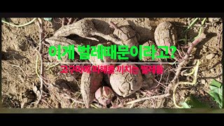 고구마 농사를 망치는 벌레들 완벽정리