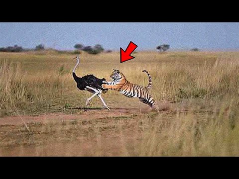 Detik2 HARIMAU MENYERANG BURUNG UNTA, 13 Momen Gila Hewan Terekam Kamera