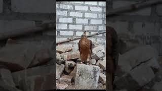 Download lagu Burung garuda #burunggaruda #garuda #indonesia #fyp #burungelang #hewanlangkah #satwalangka #hutan mp3