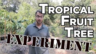 SF Bay Area Tropical Fruit Tree Experiment - Joe's Fruit Garden