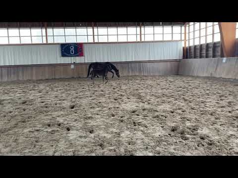 SF Dancier Gold x Bordeaux