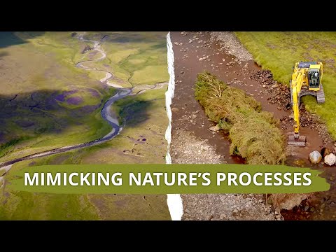Mimicking nature's processes in a degraded Scottish river: will it help wild salmon?