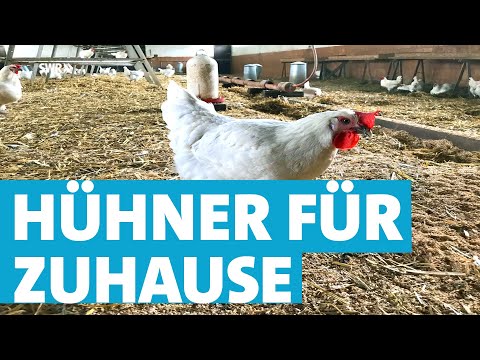 , title : 'Eier aus eigener Zucht: Wie man Zuhause eigene Hühner hält'