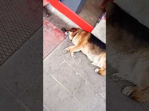 Oh my God، This dog is not good #dog #gaming   #ma