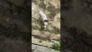 Download lagu Kesian mainya sendirian sekarang #beritaterkini #puppy #animals #pets #anjingpemburu #doglife mp3