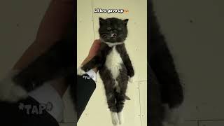 Your Daily Serving of Cats 😹🐱 #cats  #funnycats  #catvideos
