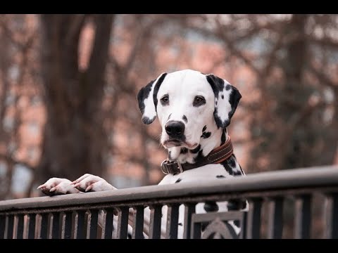Chiropraktische Behandlung Elisha - Balanced Dogs - Hundetraining Hundererziehung