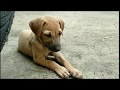 This Street Dog Is Feeling So Sad