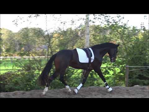 Hengst * 2017 v. Follow Me x Depardieu