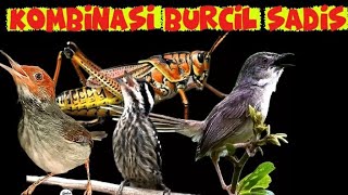 Download lagu masteran tajam dan jernih durasi panjang| belalang emas ciblek gunung prenjak dan pelatuk beras mp3 Download lagu masteran tajam dan jernih durasi panjang| belalang emas ciblek gunung prenjak dan pelatuk beras mp3