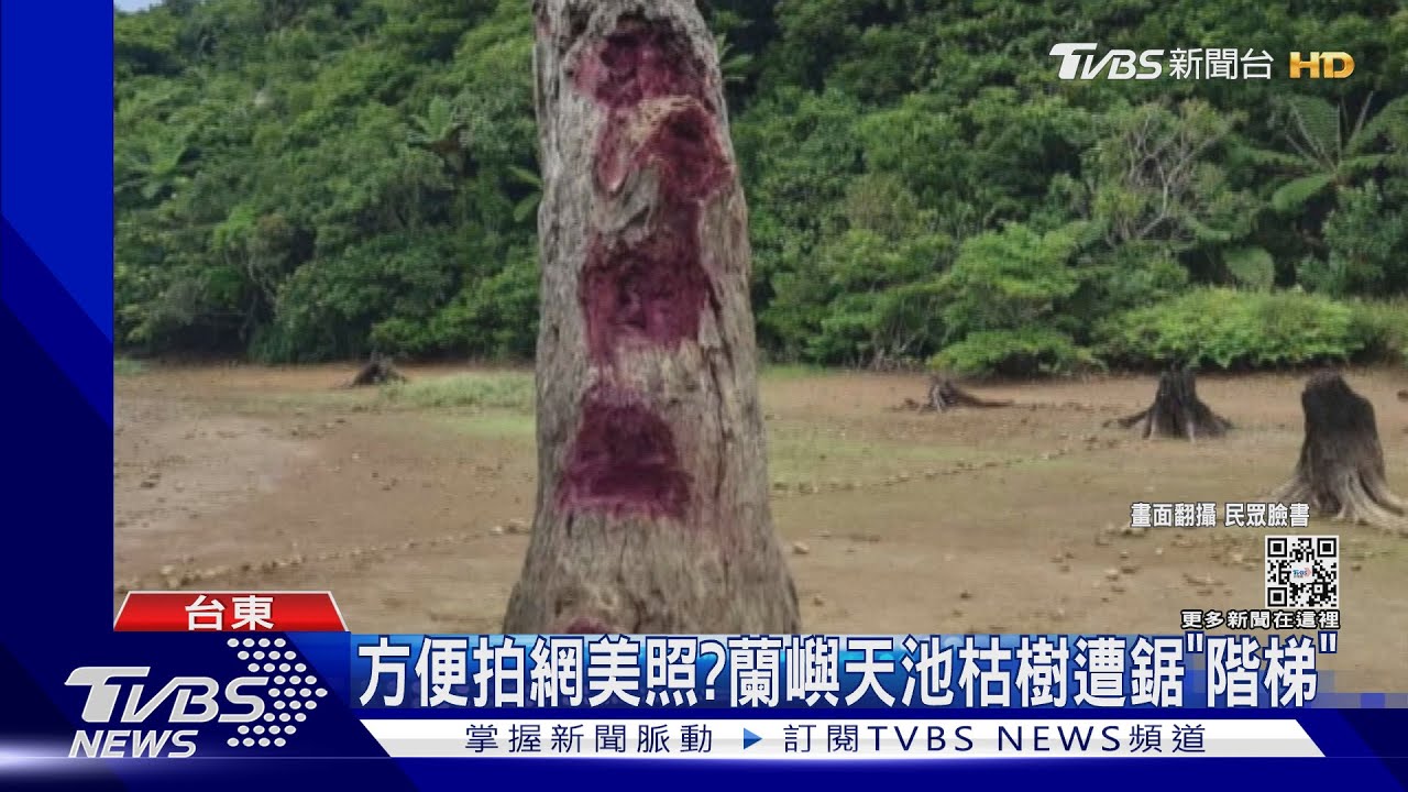 方便拍網美照?蘭嶼天池枯樹遭鋸「階梯」