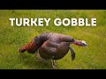 Wild Turkey Gobble - Use This Sound While Hunting