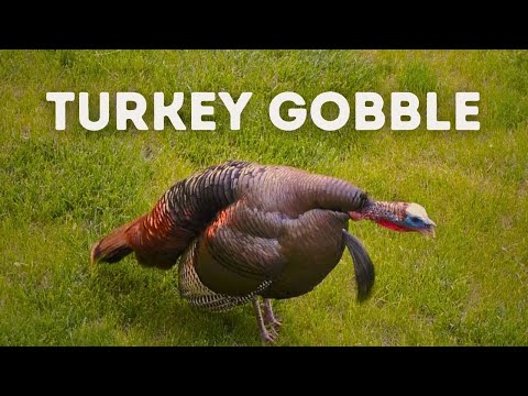 Wild Turkey Gobble — hunting sound