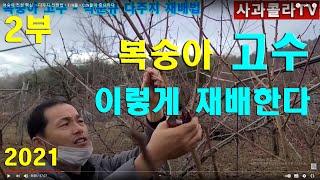 복숭아 전정 핵심 ㆍ다주지 전정법