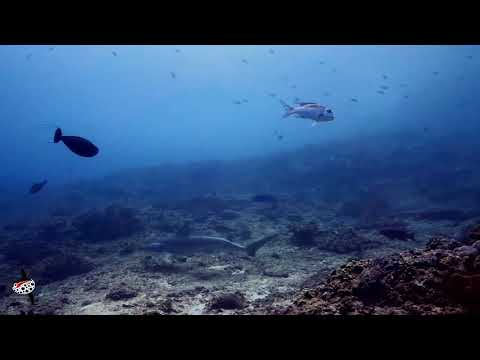 Very rare encounter with one snaggletooth shark in Crystal Bay, with Tamarind Divers