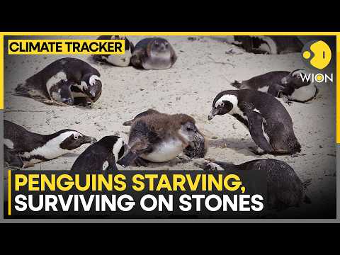 Penguins Starving Toward Extinction as Food Scarcity Devastates South Africa Colonies | WION