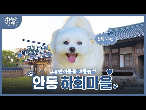 댕댕이 '별이'와 함께하는 안동 여행~! (SUB)