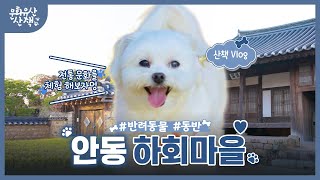 댕댕이 '별이'와 함께하는 안동 여행~! (SUB)