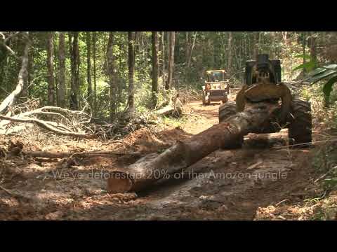 Why is the Amazon rainforest dying?