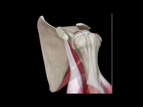 Shoulder SLAP Lesion Anatomy – Animation